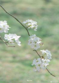 雨打梨花深闭门全诗